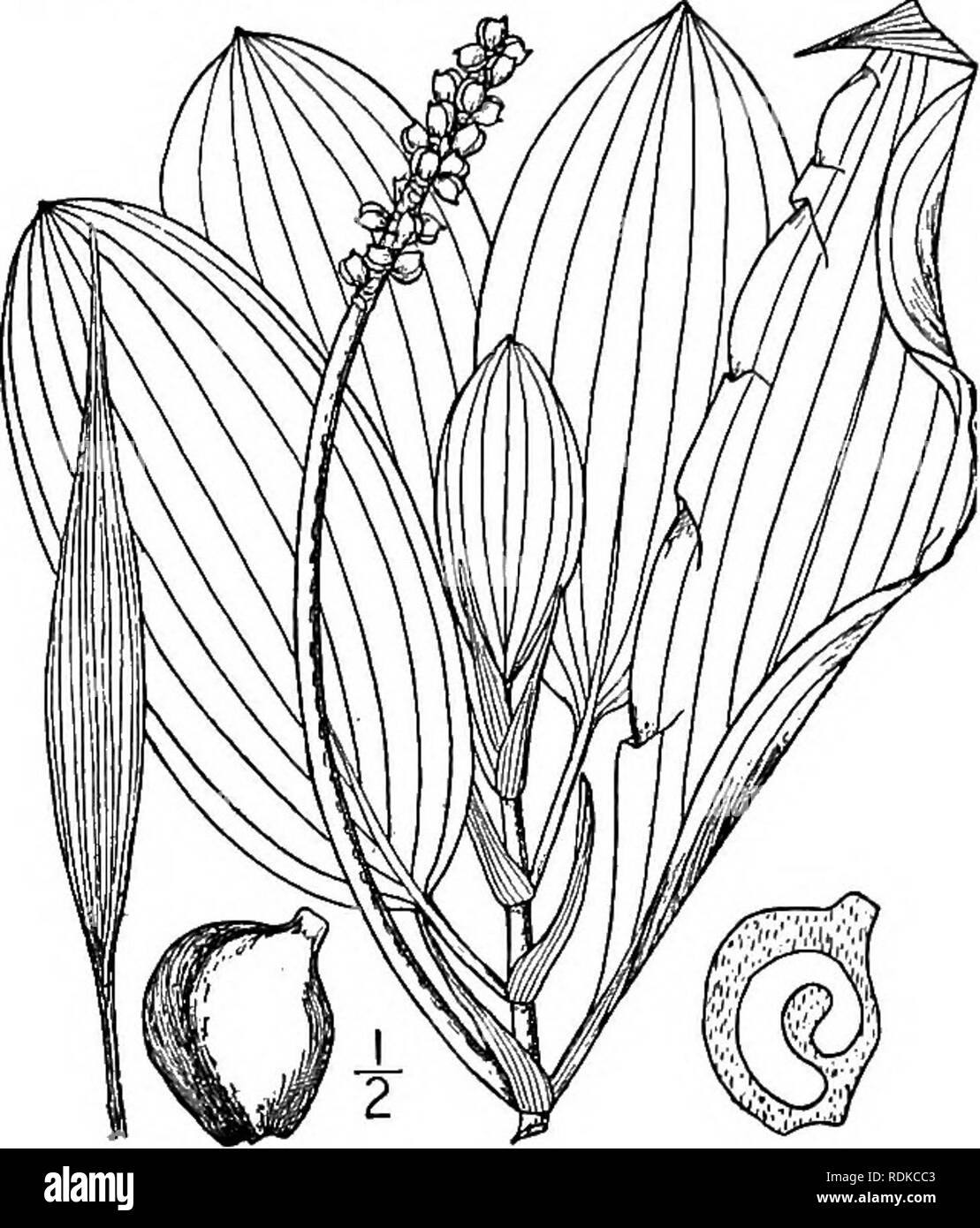 . An illustrated flora of the northern United States, Canada and the British possessions, from Newfoundland to the parallel of the southern boundary of Virginia, and from the Atlantic Ocean westward to the 102d meridian. Botany; Botany. Genus i. PONDWEED FAMILY. 79. angled face; embryo with the apex pointing slightly inside of the base. In Mystic Pond, Medford, Mass. Also in Europe. Summer. Apparently a mere form of the preceding, or perhaps a hybrid between P. angustifolius and P. heterophyllus. ii. Potamogeton illinoensis Morong. Illinois Pondweed. Fig. 184. Potamogeton illinoensis Morong, C Stock Photo