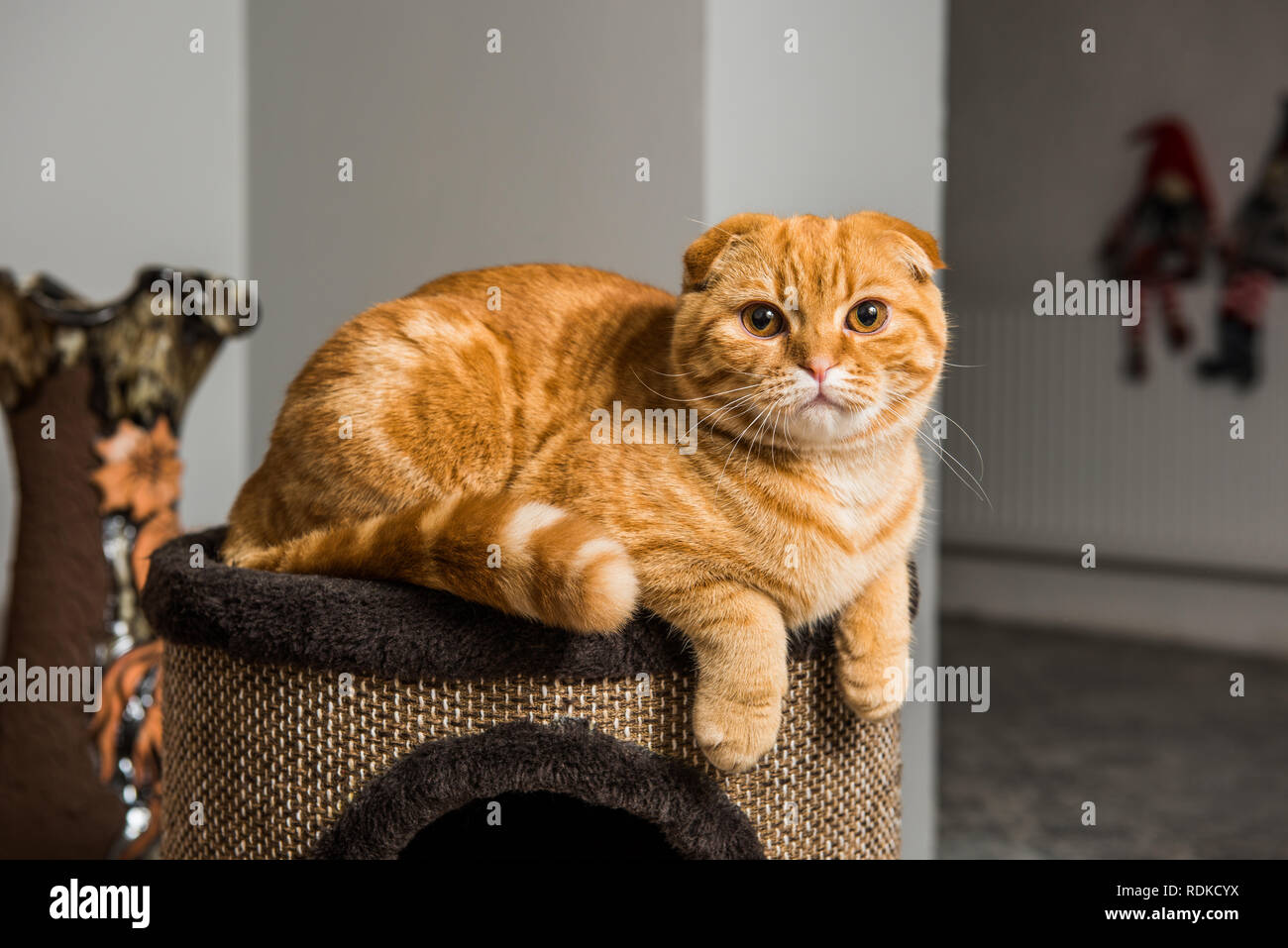 Scottish Fold red cat in cat house Stock Photo - Alamy