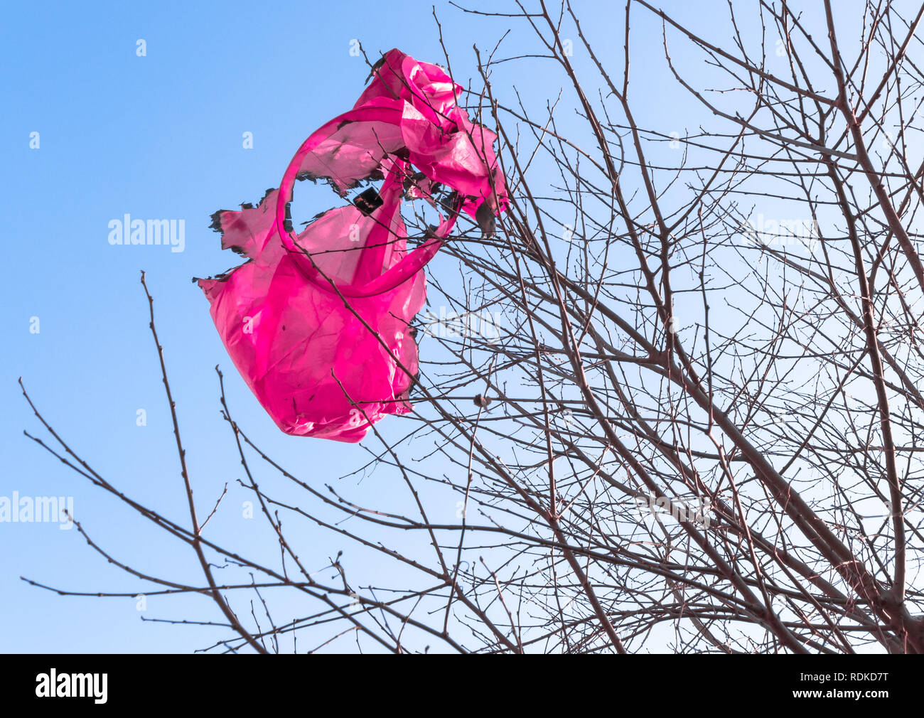 Remains of a burned flying lantern, entangled in the branches of a tree. The hidden dangers of those magical sky lantern festivals. Stock Photo