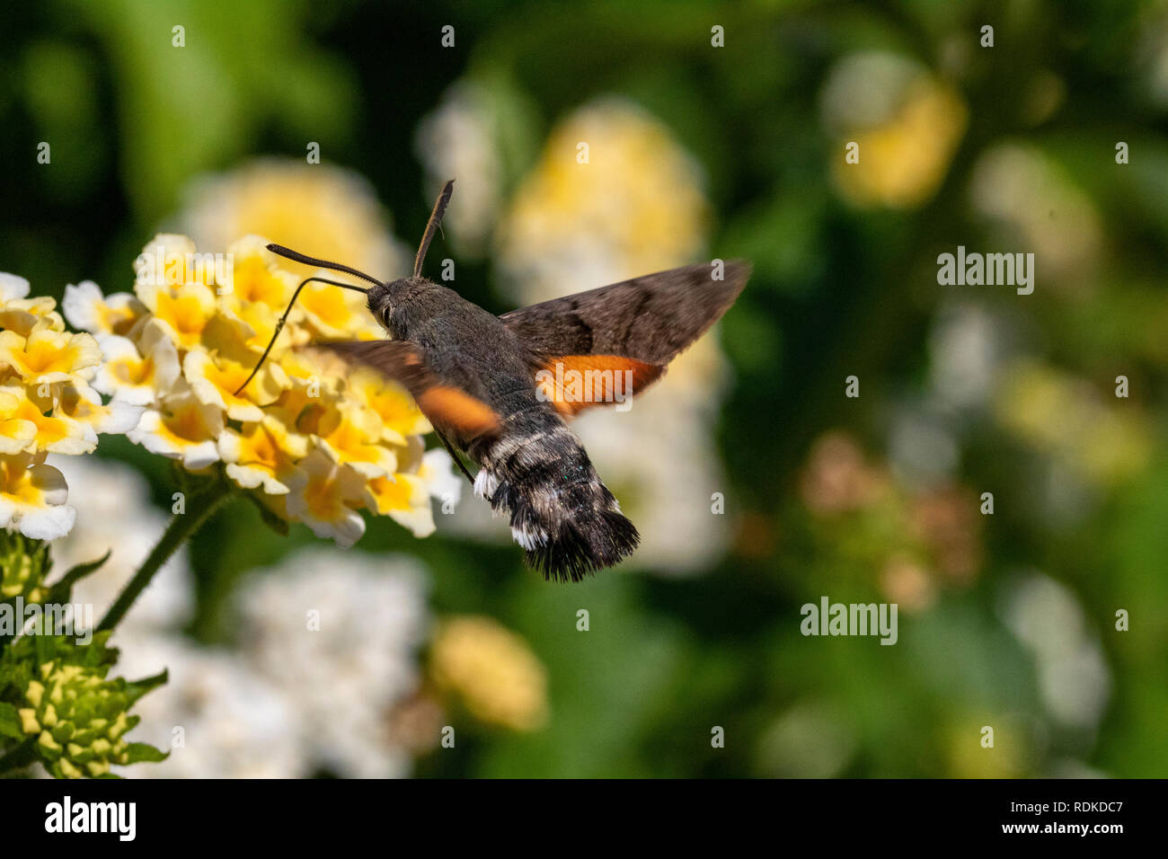 Colourful Humming-Bird Hawk Moth (Macroglossum stellatarum) Feeding in a Garden in Sardinia, Italy, Stock Photo