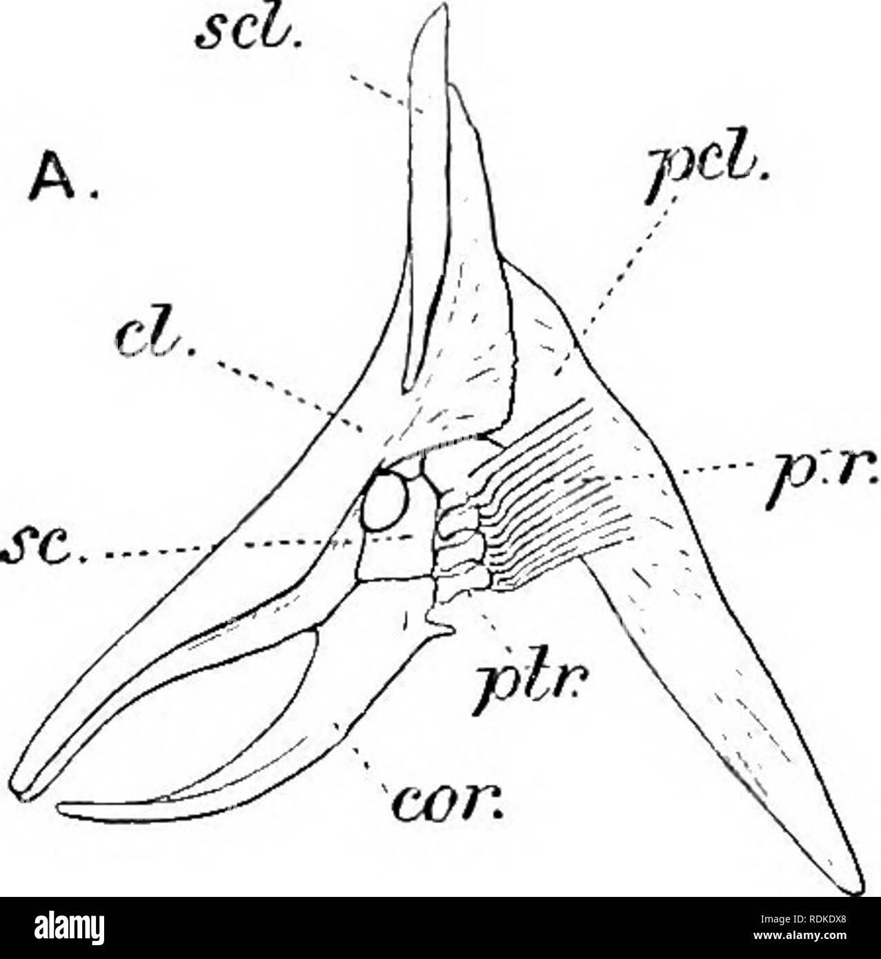 . The Cambridge natural history. Zoology. 72; TELEOSTEI II. Gymnodontes.—Supraclavicle oblique or nearly horizontal; lower three jjterygials enlarged and immovably united to the coraco-scapular cartilage; anterior vertebrae with bifid divergent neural spines; pelvis absent. Beak with a median suture ; interoperculum not connected with suboper- culum ; caudal fin present ; body inflatable . 1. Tetrodontidae. Beak without median suture ; interoperculum attached posteriorly to sub- operculum ; caudal fin 23resent; body inflatable. 2. Diodontidae. Beak without median suture ; interoperculum attach Stock Photo