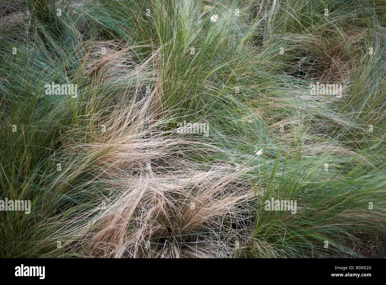 Carex albicans plants Stock Photo - Alamy