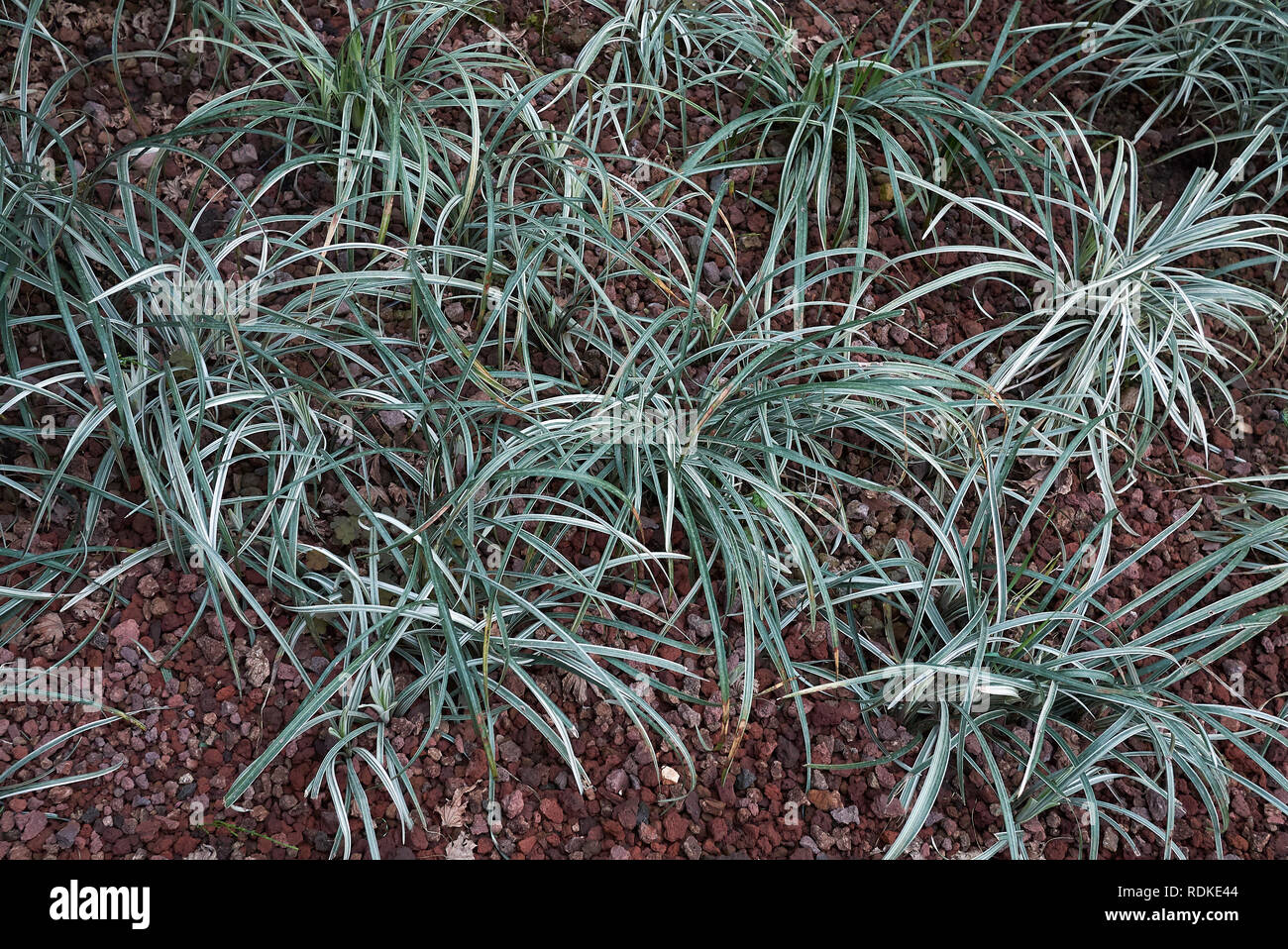 Carex everest in a garden Stock Photo