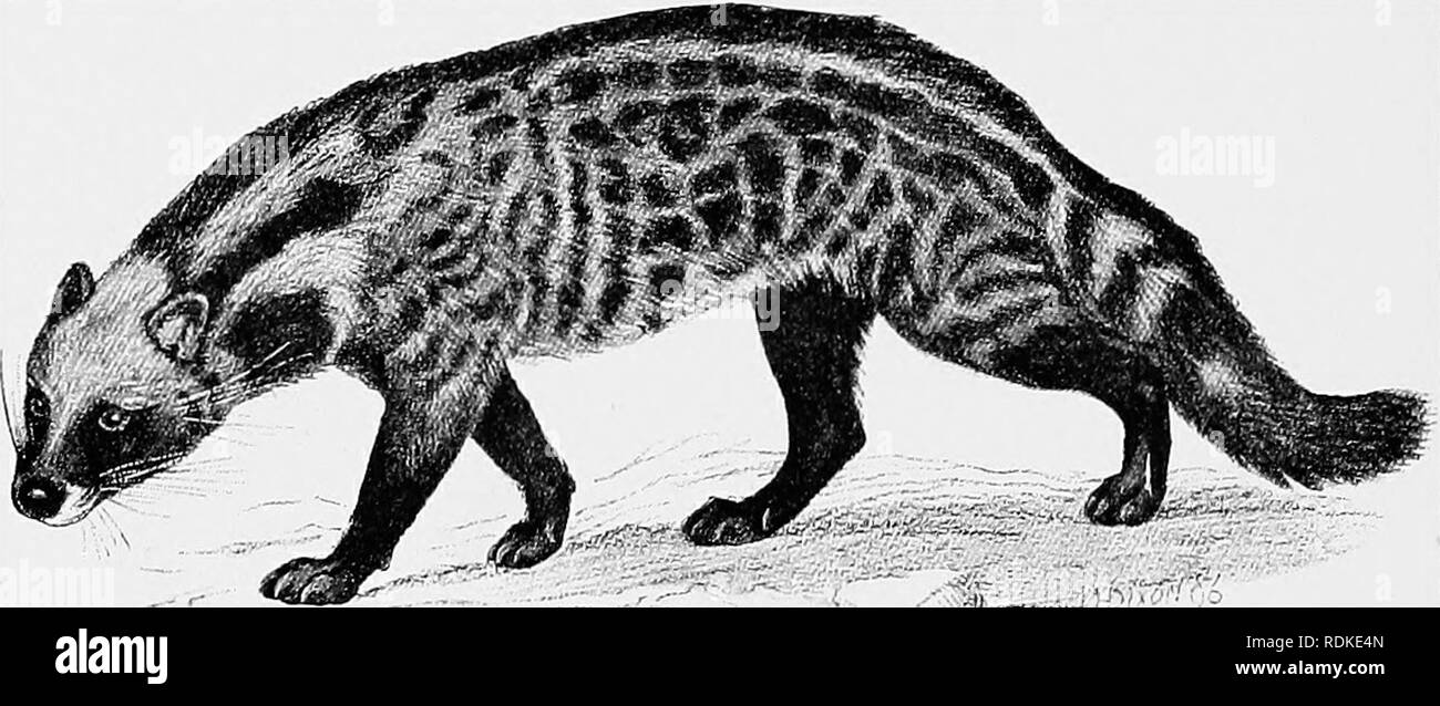 . The Cambridge natural history. Zoology. 4o6 CIVET CAT PmA M --5. The secretion of the prescrotal gland of V civctta yields the civet of commerce. The &quot; Easse,&quot; genus Virerrlcida, has been separated generically from the true Civets. It is, remarkably enough, common to both Madagascar ^ and many parts of the Oriental region. It is, moreover, capable of climbing trees, which its relatives are not. It has no mane like Viverra and is of slighter build.. Fig. 200.—Civet Cat. Viccrra civetta. x J. Prionodon or Linsan;/ differs from the last two genera in the loss of an upper molar. It thu Stock Photo