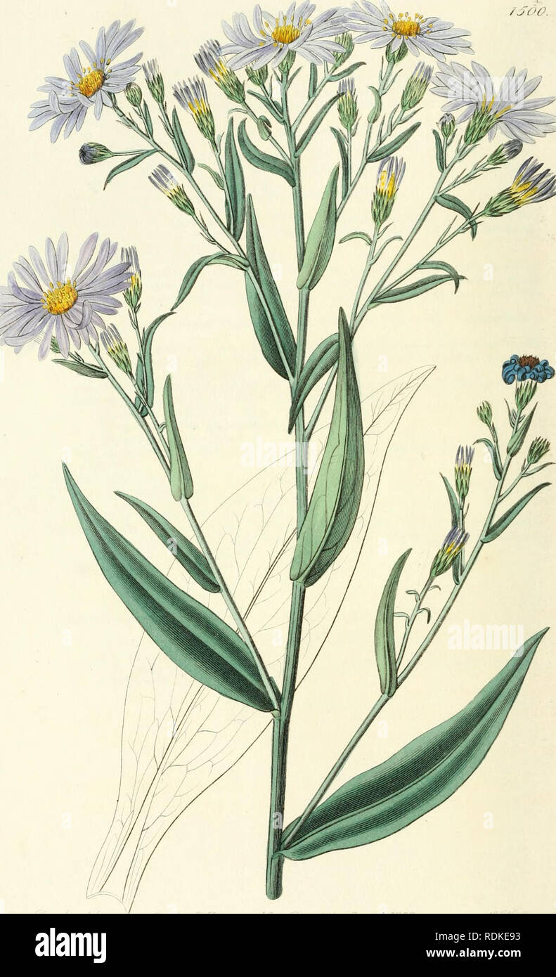 Edwards Botanical Register Or Ornamental Flower Garden And Shrubbery Plants Ornamental Great Britain Plants Ornamental Great Britain Plant Introduction Great Britain Alien Plants Great Britain Botanical Illustration