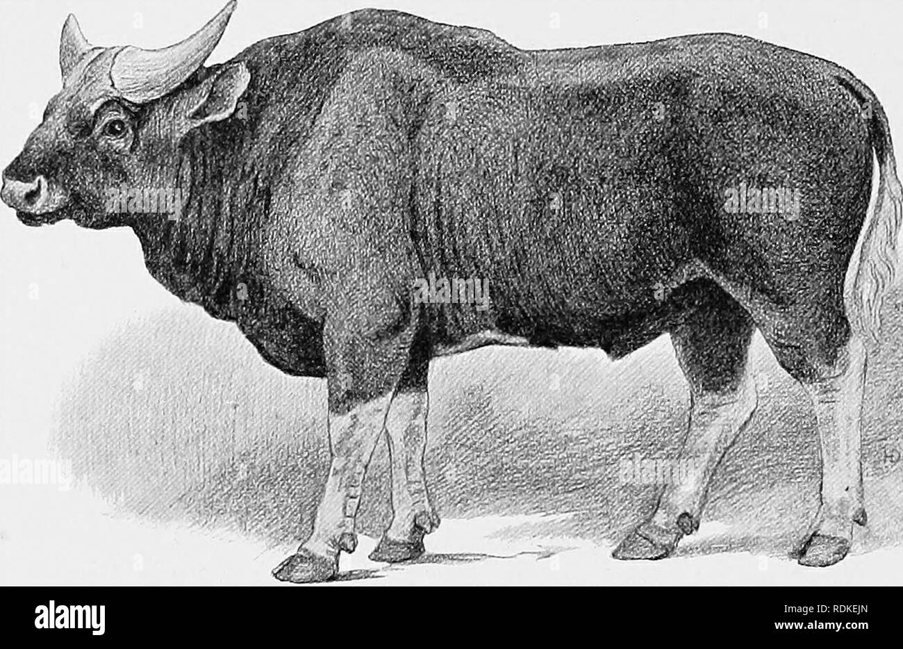 . The Cambridge natural history. Zoology. 3i8 AUROCHS AND WISENT slightly through domestication. It is, however, said not to cross in a state of nature with the Ga.ur.-*. Fig. 166.—Gayal. Bos frontalis, x t,, The Banteng, B. sondaicus, is distributed through Chittagong, Tenasserim, and the Malay Peninsula to Java and Borneo. There are apparently two races of this animal. The species differs from the others 1 ly the fact that the horns are smaller and more curved ; there is a white caudal disc; the forehead is narrower and the skull longer than in the others. The American Bison and the Europea Stock Photo