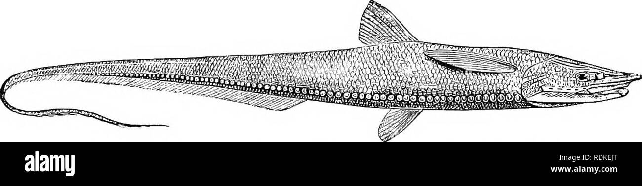 . The Cambridge natural history. Zoology. 624 TELEOSTEI In Halosaurus tlie scales of the lateral line, which runs near the lower profile, are scarcely enlarged, and are destitute of luminous organs. HalosauricMliys differs in the union of the ventral fins with each otlier, as in Notacanthus. In Halosauropsis the scales of the lateral line are strongly enlarged and pouch- like, and bear photophores. This family is one of great antiquity, being represented in the Upper Cretaceous of Westphalia by UchidiwcejAalus, which, as shown by A. S. Woodward, appears to have been closely related to Halosaur Stock Photo