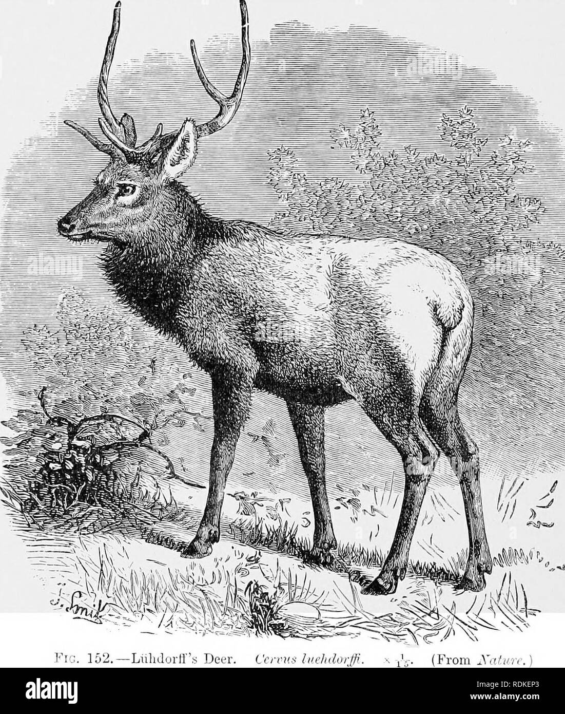 Common species of deer Black and White Stock Photos & Images Alamy