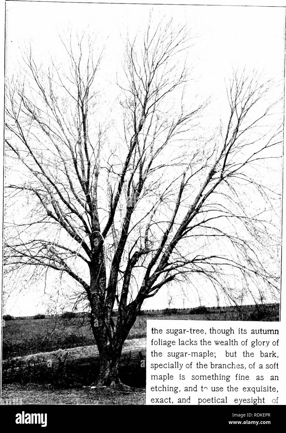 . In God's out-of-doors. Natural history. Jj-AZ?^ the sugar-tree, though its autumn foliage lacks the wealth of glory of the sugar-maple; but the bark, specially of the branches, of a soft maple is something fine as an etching, and t-^ use the exquisite, exact, and poetical eyesight of MAPLE &quot;Gert Jan Ridd&quot; (than whom, none, not even Ruskin, sees nature with surer fidelity), is &quot;like the bottom of a red doe's foot.&quot; 1 can not speak of the maple bark to effect, nor can it be photographed, nor painted, but I love to look on its finished beauty by the hour, and hold my hand on Stock Photo