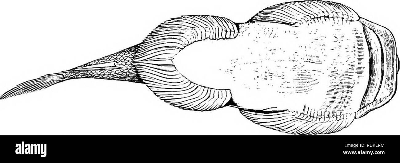 . The Cambridge natural history. Zoology. 586 TELEOSTEI Gastromyzon of North Borneo, in which the pectoral and ventral fins are much expanded to form, with the belly, a sucker by which the fish adhere to the stones of mountain torrents, showing a remarkable analogy to Jlxostoma among the Silurids.^. Fig. 355.—Gastromyzon borneeiisis, ventral view, natural size. Fam. 4. Siluridae.—Mouth non-protractile, bordered by the praemaxillaries and the maxillaries, or by the praemaxillaries only, the maxillaries being often rudimentary and supporting the base of a barbel; jaws usually toothed. Parietal b Stock Photo