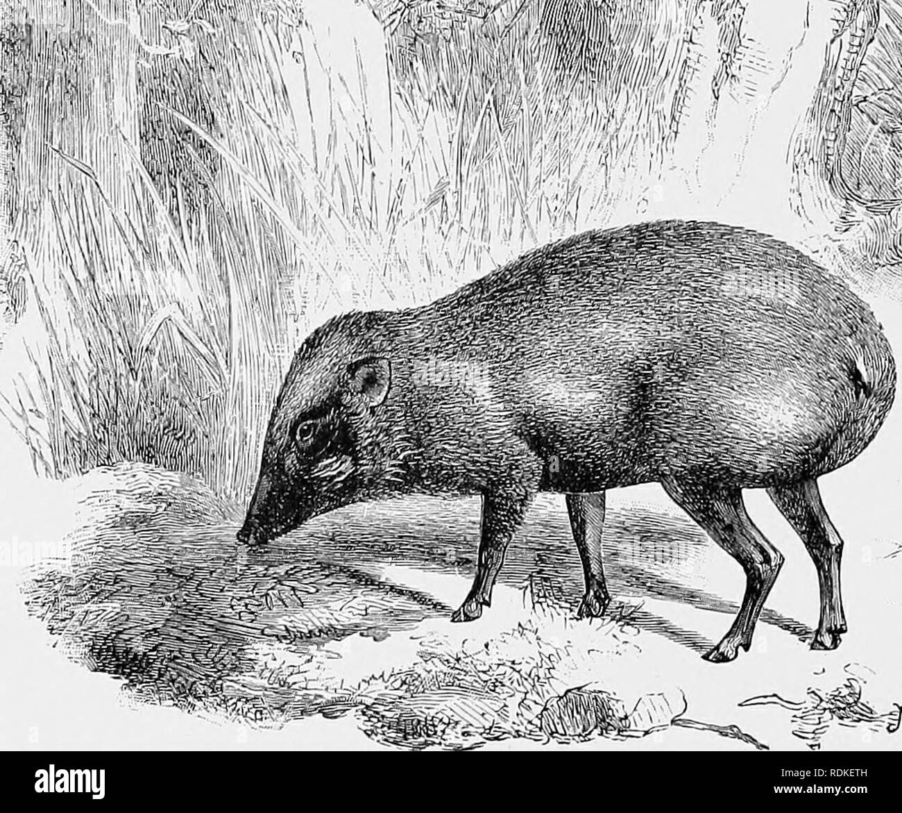 . The Cambridge natural history. Zoology. i-]6 THE PYGMY HOG Major is disposed to reduce them to four if not to fewer species. He allows the widely - ranging 8. scrofa, S. vittatus, and the eastern Malayan (S'. verrucosus and &amp; harhatus. The I'ygmy Hog of the Bhotans seems to be not entitled to specific rank, certainly not to generic (in the opinion of some), though it has been termed Porcula salrania} The Wild Boar of I I ' f iM i!fk, 1^/&quot;. ^ ^-fiir Fig. 142.—Pygmy Hog (from Nature). Sus sahania. x J. Europe is Sus scrofa. It was formerly quite abundant in this country; not merely ar Stock Photo