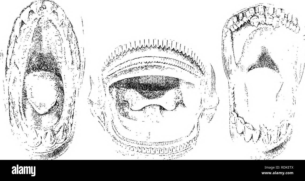 . The Cambridge natural history. Zoology. â so-. '-&gt; -r â¢â¢' ij' D Fig. 349.âOpen mouths of Characinidae. (After Mtiller and Troschel.) A, Macroihm tmh ira ; B, Piahucina argmtina; C, Brycon falcatus; D, ChcUceus angulatus ; E, Serrasalmo rhombeus; F, Distichodus niloticus. are separated by an interorbital septum ; but there are exceptions to this correlation, and as otherwise closely related genera may differ in this respect, I have not been able to make use of the character in defining sub-families. VOL. VII 2 p. Please note that these images are extracted from scanned page images that m Stock Photo