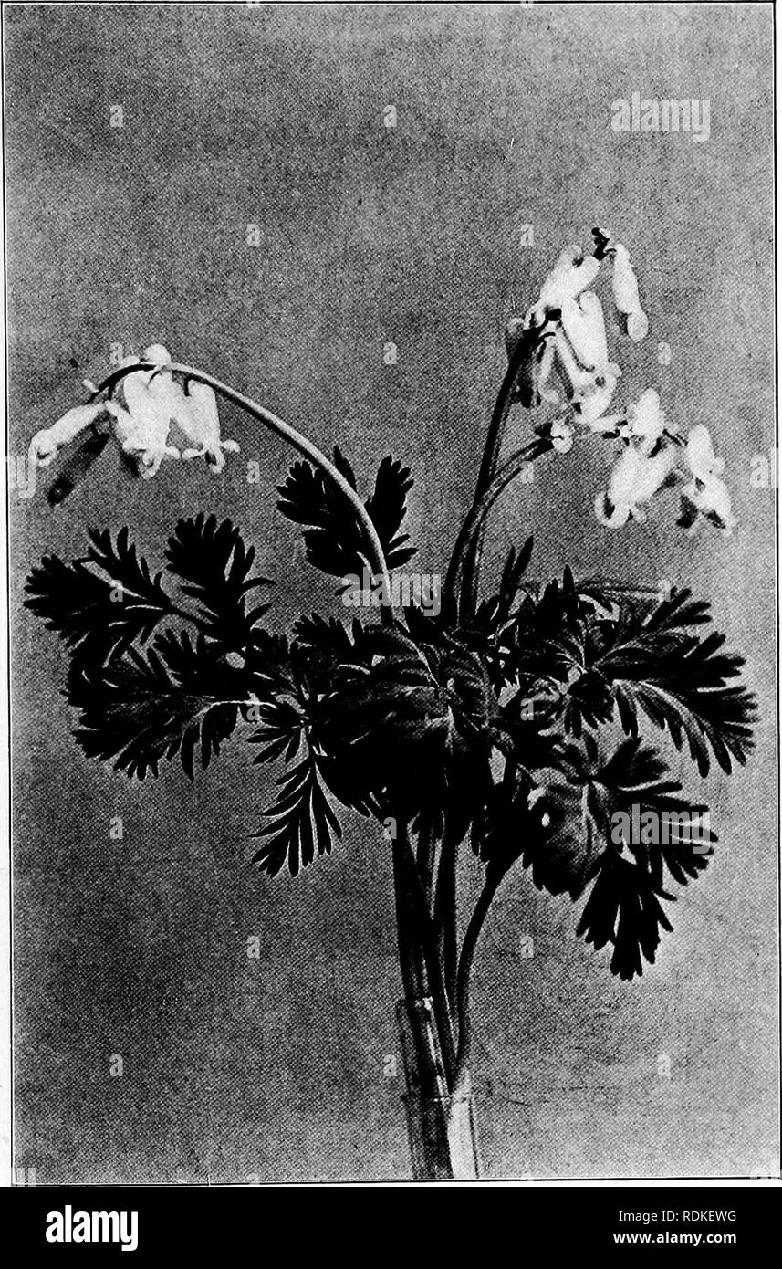. Our garden flowers; a popular study of their native lands, their life histories, and their structural affiliations. Flowers. SQUIRREL CORN. Squirrel Corn. Dicentra canadensis. Please note that these images are extracted from scanned page images that may have been digitally enhanced for readability - coloration and appearance of these illustrations may not perfectly resemble the original work.. Keeler, Harriet L. (Harriet Louise), 1846-1921. New York, C. Scribner's Sons Stock Photo