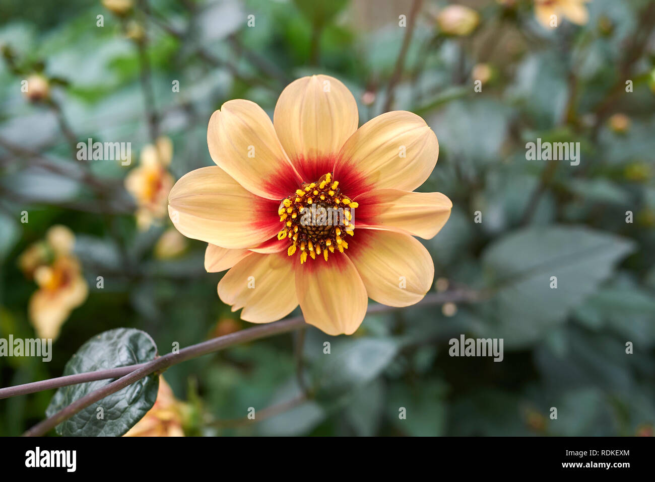 Yellow Dahlia flower Stock Photo - Alamy