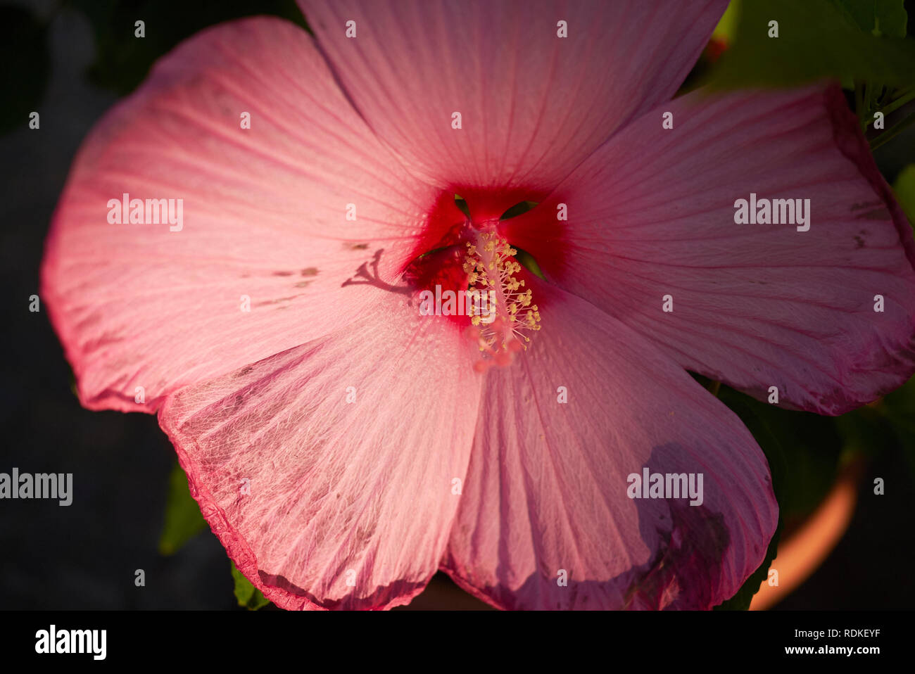 Hibiscus flower closeup Stock Photo Alamy