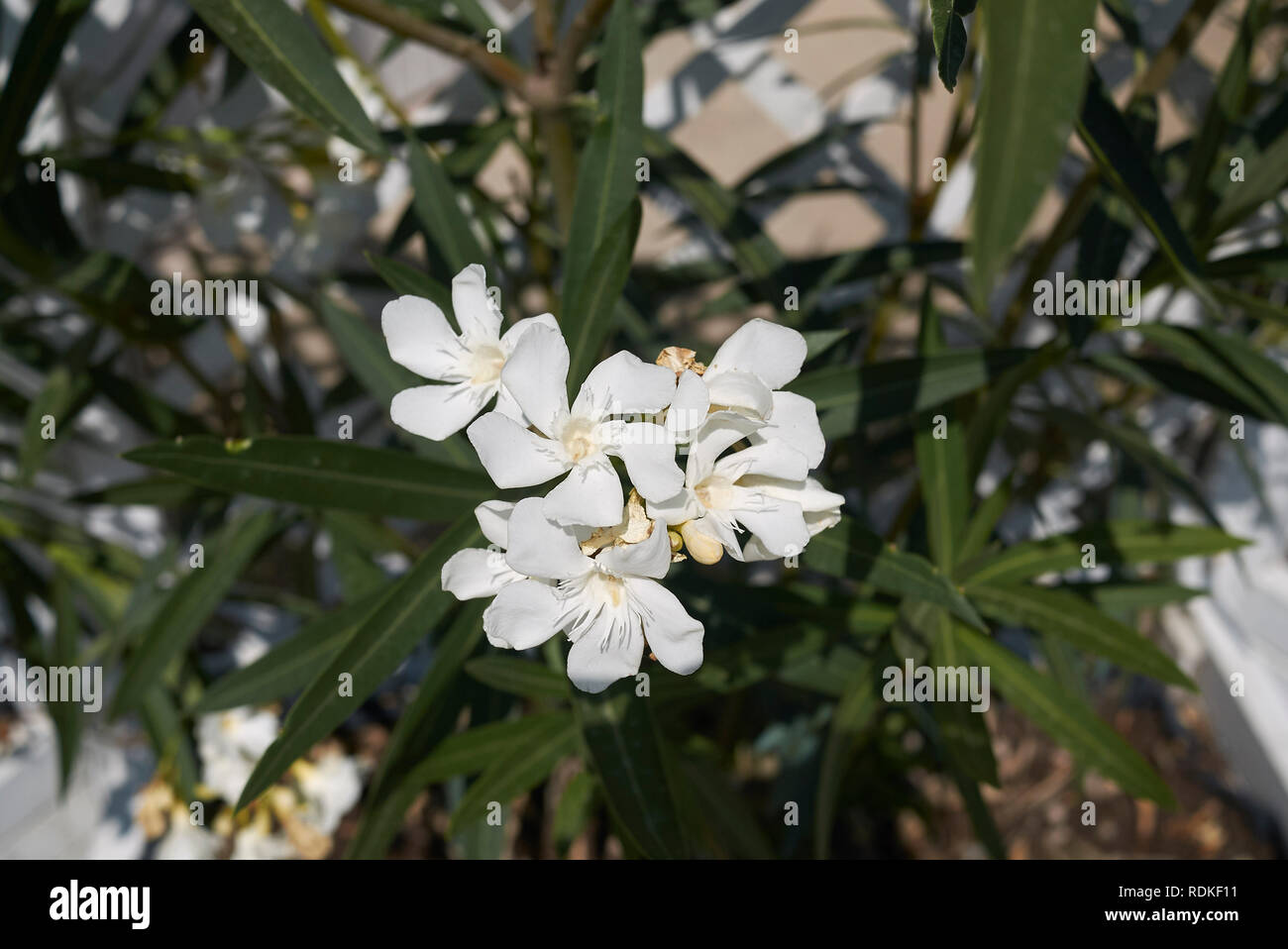 White oleander flowers Stock Photo Alamy