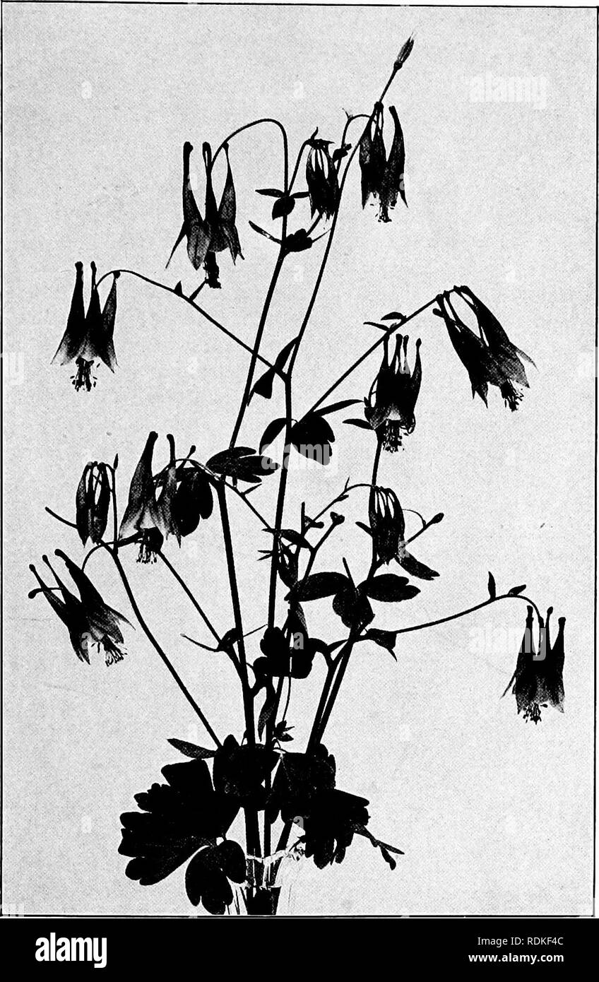 Columbine Flowers Black And White Stock Photos Images Alamy