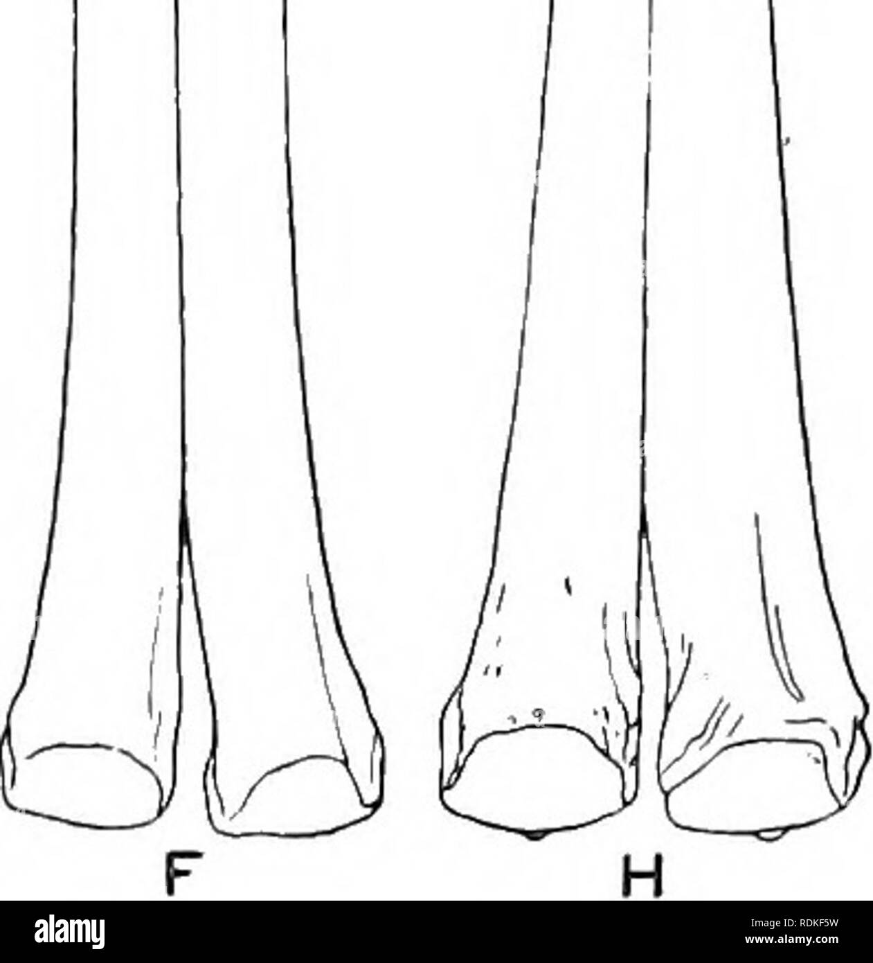 The Cambridge natural history. Zoology. Fig. 111.—Series of metacarpals and  metatarsals of Camelidae, to show secular and progressive increase in size.  From left to right the species are Protylopus petersonij PoebrotJieriiim