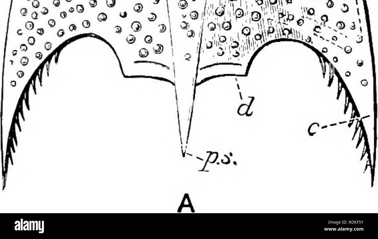 . The Cambridge natural history. Zoology. OSTRACODERMI OSTEOSTRACI 529 numerous primitively distinct polygonal plates (Fig. 319, A). Between the orbits there is a separately calcified but fixed plate, which bears a hollow prominence, probably for the reception of a parietal organ. In some genera certain of the anterior dorsal and ventral scales of the trunk fuse into a continuous plate. Internally to the postero-lateral cornua the middle layer of the shield is prolonged backwards into a pair of singular flap- like lobes, which have been variously interpreted as corresponding to the lateral lob Stock Photo