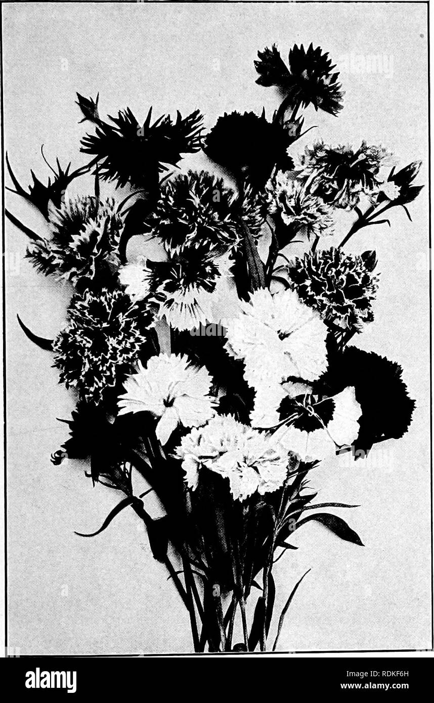 . Our garden flowers; a popular study of their native lands, their life histories, and their structural affiliations. Flowers. CHINA PINK. China Pink in variety. Didnthtis chinensis. Please note that these images are extracted from scanned page images that may have been digitally enhanced for readability - coloration and appearance of these illustrations may not perfectly resemble the original work.. Keeler, Harriet L. (Harriet Louise), 1846-1921. New York, C. Scribner's Sons Stock Photo