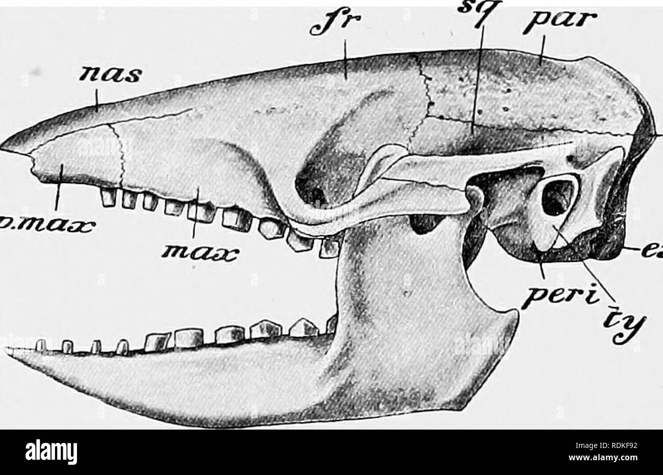 . The Cambridge natural history. Zoology. 174 SKULL OF ARMADILLOS half jaw, of which one is often ini]planted in the premaxilla. The Armadillos show their alliance with the other American Edentates in the points enumerated above. Their teeth specially ally them to the Sloths, while the sali'ary and digestive organs generally are on the Anteater plan, hut present a less extreme development. There are, however, caeca, paired as in birds, in the genera Dasypus and Ghlaviydoploorus. The others have none. But there is a dilatation at the commencement of the large intestine, which is not very diffe Stock Photo