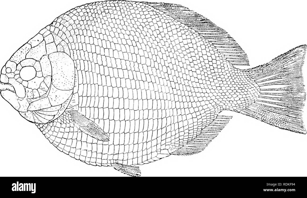 . The Cambridge natural history. Zoology. 498 FISHES CHAP. bodied Holosteans with rhombic scales, rarely, as in Aeiheolepis, cycloid in the caudal region. All the fins possess fulcra. Teeth more or less conical, with a tendency to become tritoral in certain genera. Jugular plate present or absent. Acentro23Jiorus (Upper Permian); Semionotus (Trias of England, Germany, S. Africa, and N. America); Lepidotus (Fig. 292) (Trias of G-ermany, Jurassic of Europe and India, Cretaceous of Brazil); the deep- bodied Dapcdius (Lias of Dorset, Fig. 293), and Aetheolepis (Jurassic of New South Wales) are cha Stock Photo