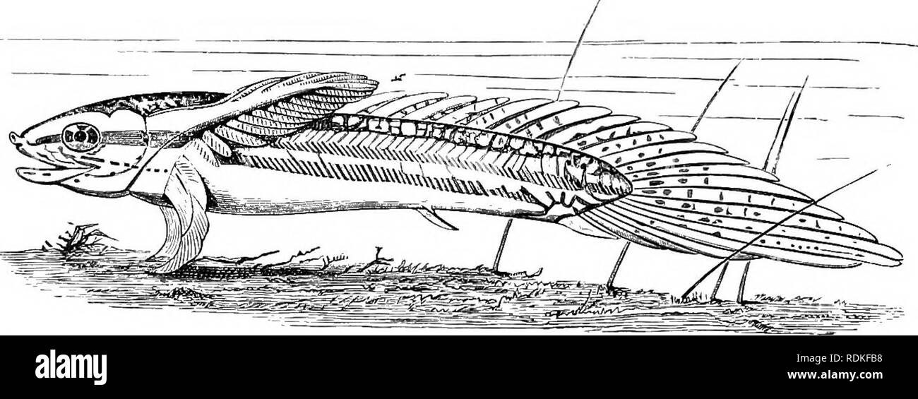 . The Cambridge natural history. Zoology. 484 FISHES lower lobe of the caudal. The fin-rays which support the ventral portion of the caudal fin are more numerous and longer than those in relation with the dorsal lobe, and hence at this stage the tail is really heterocercal.. T?ia. 281.—Larva of Polypterus senegalus. x 4. Showing its characteristio attitude when resting on the bottom of an aquarium, and the large size of the cutaneous gills. (Prom Budgett.) In the genus CalamicMhys the body is greatly elongate and Eel-like in shape. Pelvic fins are absent, and normally there is no suboperculum. Stock Photo