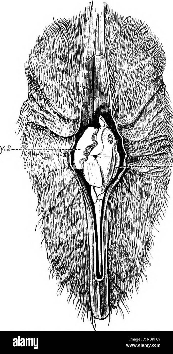 . The Cambridge natural history. Zoology. ELASMOBRANCHII—HOLOCEPPIALI 471 transverse ridges, and no doubt belonged to a Japanese Chimaera} In neither egg-case was there any trace of tendrils. The eggs probably lie on the sea-bottom, or, when the cases have styliform prolongations, it is possible that they are implanted in the ooze. Callorhynchus (Fig. 269) is distinguished by a singular pro- longation of the rostrum, which terminates in a downwardly- directed cutaneous flap, evidently from its abundant nerve- supply an important tactile organ. A frontal clasper is present in the male. The prol Stock Photo