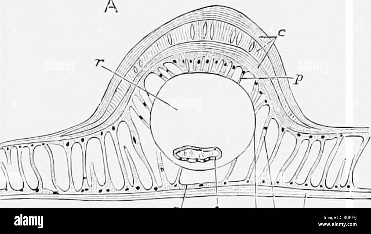 . The Cambridge natural history. Zoology. 330 LEPIDOPTERA trachea, and