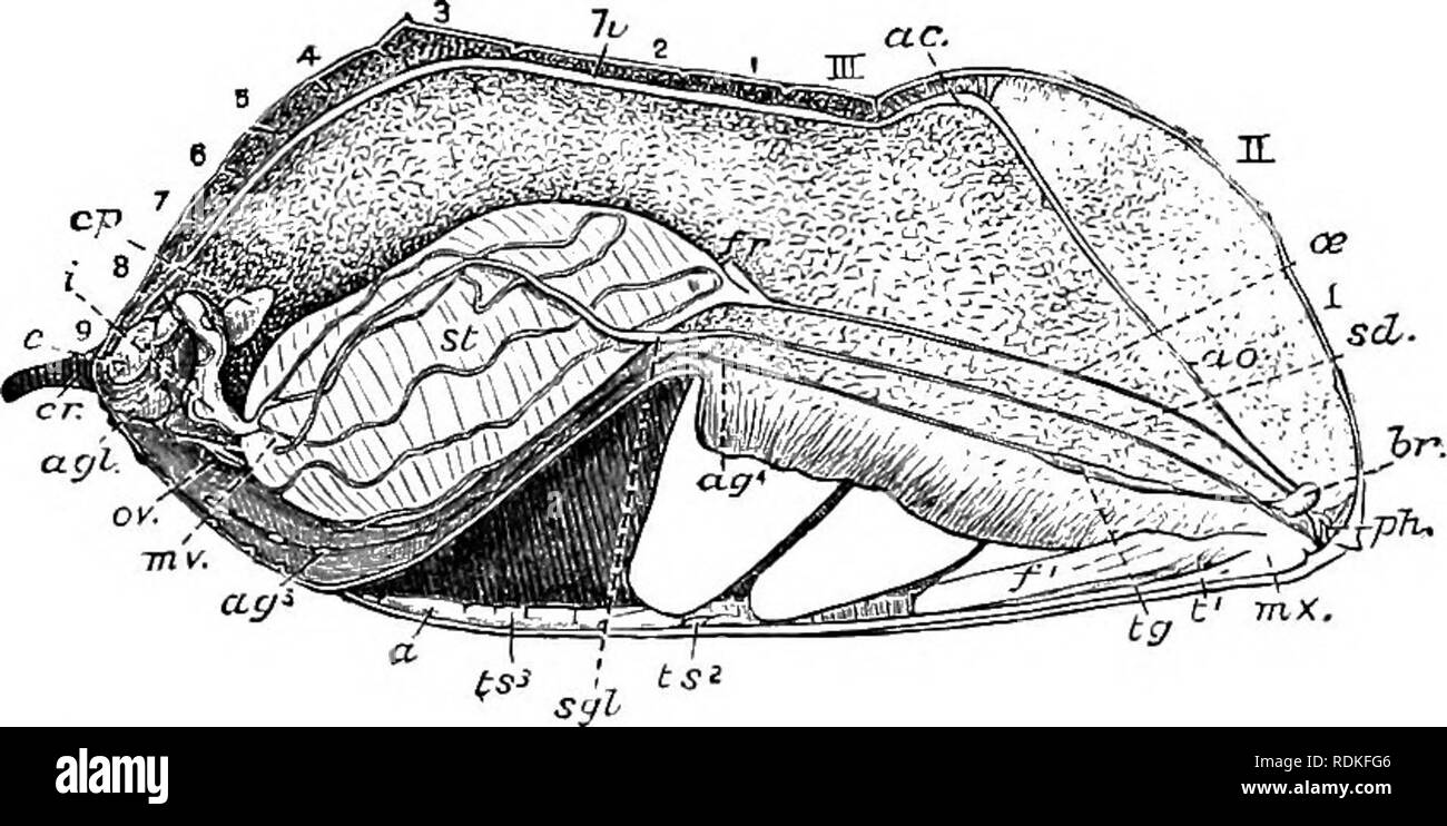 The Cambridge Natural History Zoology Pupa 327 The Body Being Glued Together By An Exudation So