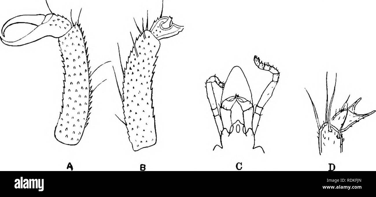 . The Cambridge natural history. Zoology. 5o6 PYCNOGONIDA 111 Ammothea and its allies they are extremely rudimentary in the adnlt, being reduced to tiny knobs in Tanystylum and. Fig. 266.—A, B, Chelophore.s of Axcnrhynchiis dbyssi, G.O.S. A, Young ; B, adult. (After Sar.s.) C, Anterior portion of Ammothea hispida, Hodge, Jersey: late larval stage (=Acheha longipes, Hodge), showing complete chelae. D, Chela of Eiirycide hispida, Kr. Trygaeus, and present as small two-jointed appendages in Ammo- thea ; in this last, if not in the others also, they are present in complete chelate form in the late Stock Photo