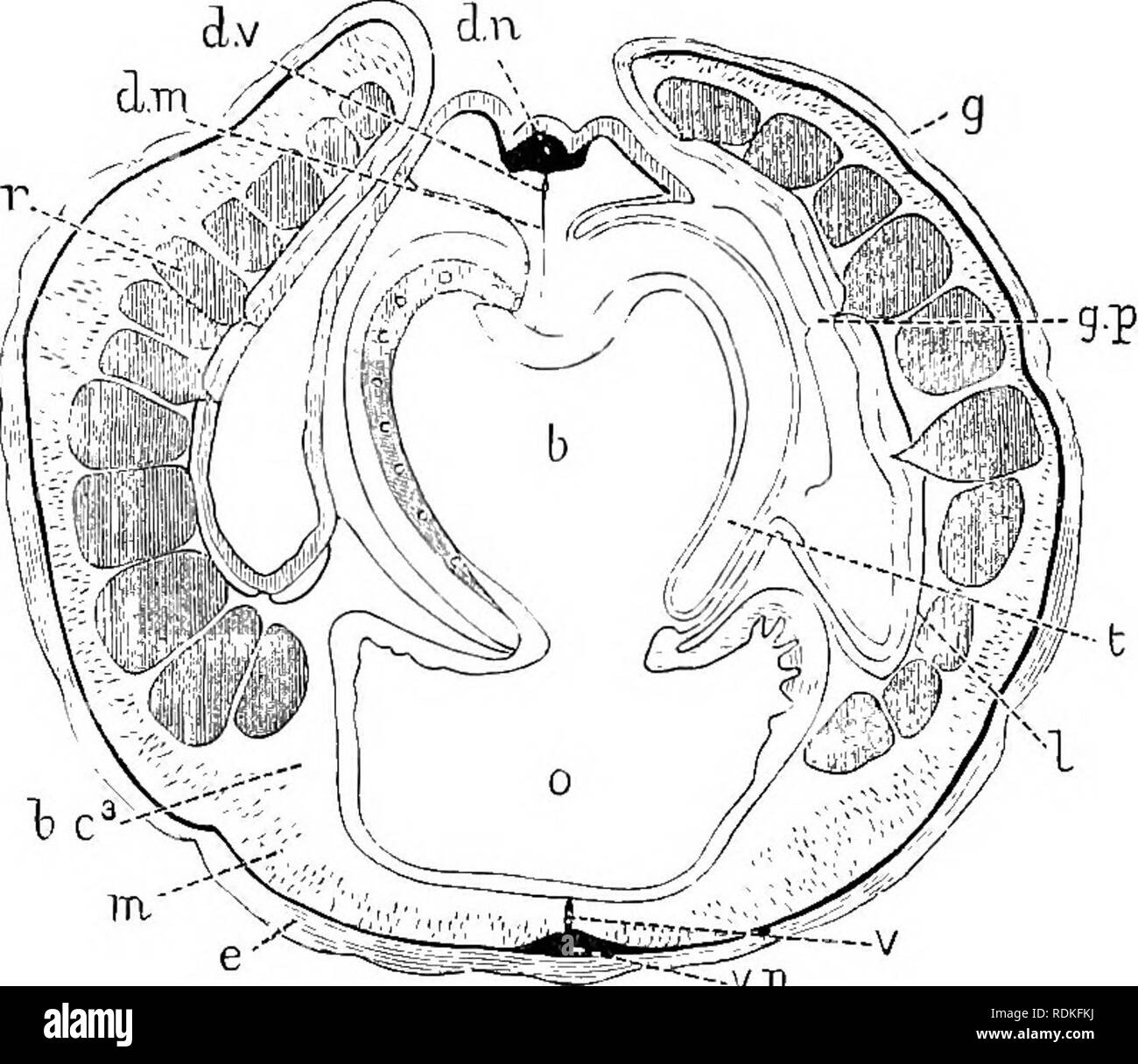 nervous system of balanoglossus