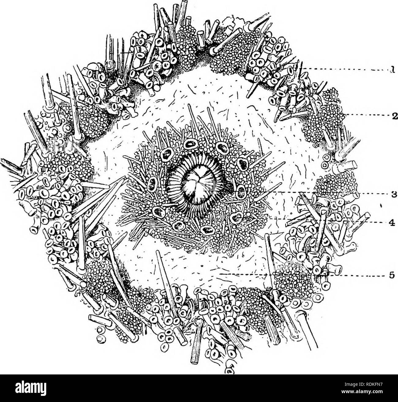 Yetuk ayollar oyoqlarining fotosuratlari