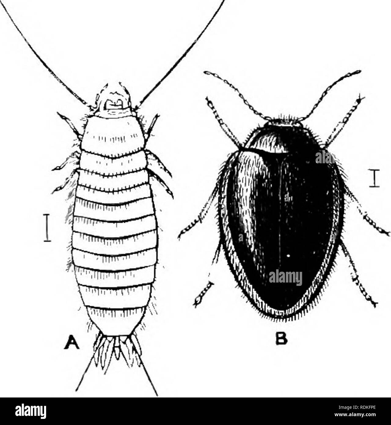 . The Cambridge natural history. Zoology. POLYMORPHA DASCILLIDAE 255 Coleoptera, the body being elongate and vermiform, the elytra reduced to small, functionless appendages, while the wings are ample, not folded, but traversed by strong longitudinal nervures, and with only one or two transverse nervures. Owing to the destruction of our forests the two British Lymexylonidae—L. navale and Hylecoetus dermestoides—are now very rarely met with. Fam. 58. Dascillidae.—Smcdl or moderate-sized beetles, with rather Jiimsy integuments, antennae either serrate, filiform, or cren made flabellate hy long ap Stock Photo