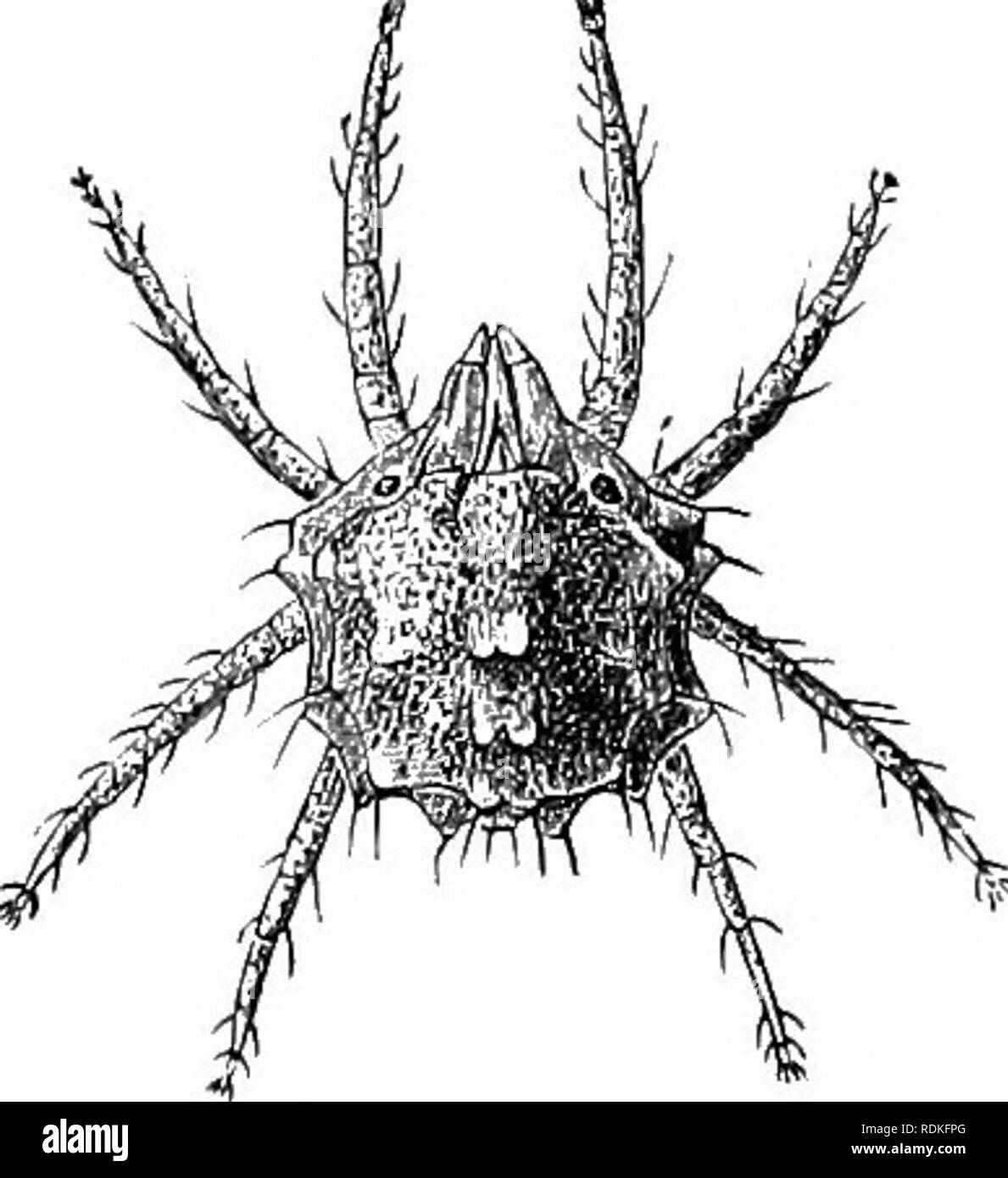 . The Cambridge natural history. Zoology. Fig. 247.—Atax alticola, x 16. (After Cauestrini.) by Dufour to belong. it was considered to the same order. (iii.) The Tetranychinae or &quot; Spin- ning-mites &quot; are phytophagous, and do much injury to plants, sucking the sap from the leaves and giving them a Tetranychus telarius is the &quot; Red-spider &quot; of popular nomenclature. Fig. 248.—Tetranychus gibbo- sus, X 50. (After Canes- trini.) blistered appearance.. Please note that these images are extracted from scanned page images that may have been digitally enhanced for readability - colo Stock Photo