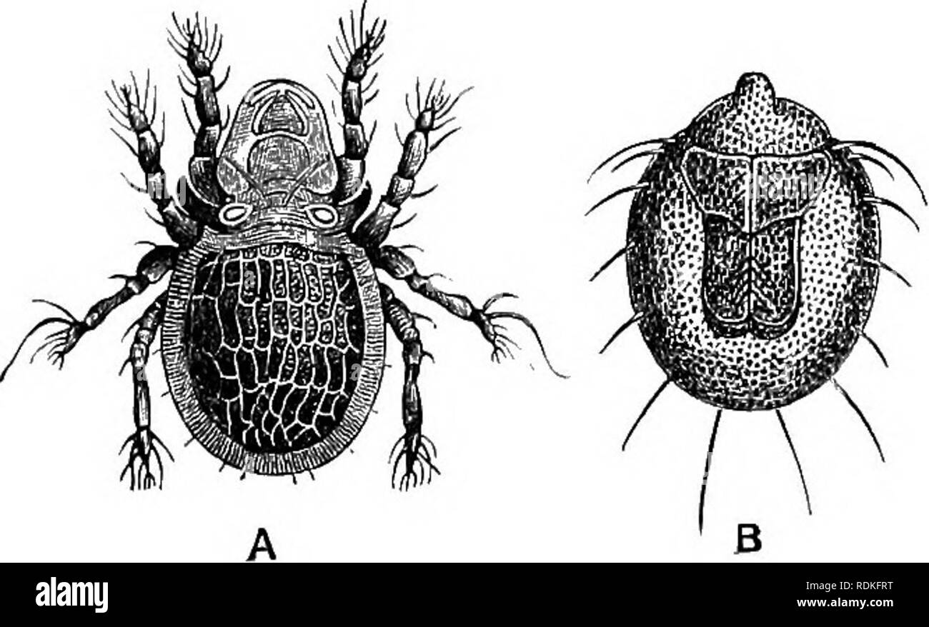 . The Cambridge natural history. Zoology. METASTIGMATA 467 Sub-Order 3. Metastigmata. The four families which constitute this sub-order comprise a large number of Mites in which the tracheae open near the articulation of the legs, and consequently in a somewhat posterior situation. The families are Oribatidae, Argasidae, Ixodidae, and Gamasidae. Fam. 1. Oribatidae.—The Oribatidae or &quot; Beetle-mites &quot; are free-living Acari, with tracheae of which the stigmata are con- cealed by the articulation of the legs. The cephalothorax is distinctly marked off from the abdomen, and hears dorsally Stock Photo