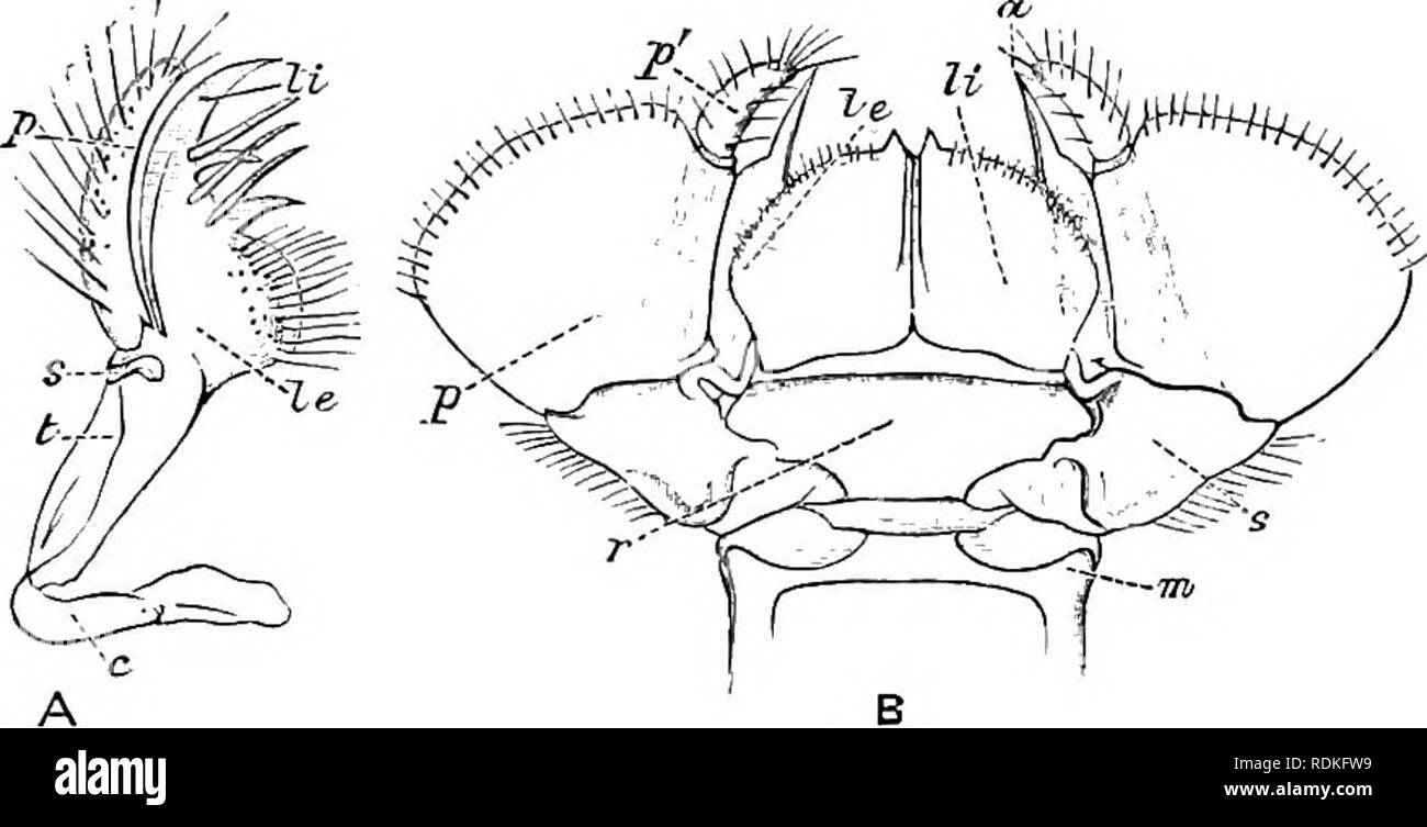 . The Cambridge natural history. Zoology. DRAGON-FLIES 411 the action ...