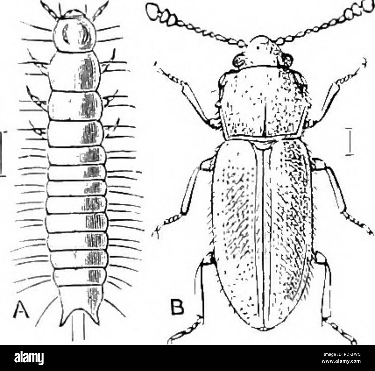. The Cambridge natural history. Zoology. POLVMORPHA CRYPTOPHAGIDAE HELOTIDAE !3S. Fam. 33. Cryptophagidae.—Front and middle coixic xmj. small and deeply embedded; antennae ivith enlarr/ed terminal joints; tarsi five-jointed, the posterior sometimes in the male only four- jointed; ahdomen with five visible rentrcd segments, eapable of movement, the first much longer than any of the others. A small family composed of obscure forms of minute size, which apparently have mould-eating habits, though very little is known on this point, and several of the genera {Antherophagus, Telmatophi- lus) are f Stock Photo