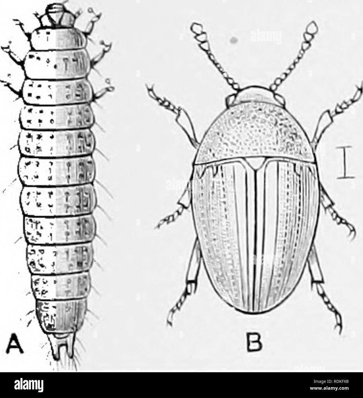 . The Cambridge natural history. Zoology. HISTERIDAE PHALACRIDAE—NITIDULIDAE ^31. Fig. 111. — Olihrus bicolor. Eiiroiie. A, Larva (after Heeger); B, perfect lusect. instars, and devour the larvae of Diptera, etc. The relations of the ants'-nest forms to the ants is not made out, but it is highly probable that they eat the ants' larvae, and furnish the ants with some dainty relish. A few species live iu company with Termites. Fam. 27. Phalacridae.—Body very covijutct; elytra entirely covering it; ajrical joints of antennae rather hroadrr, 'usually long ; front coxae globidar ; posterior coxae c Stock Photo