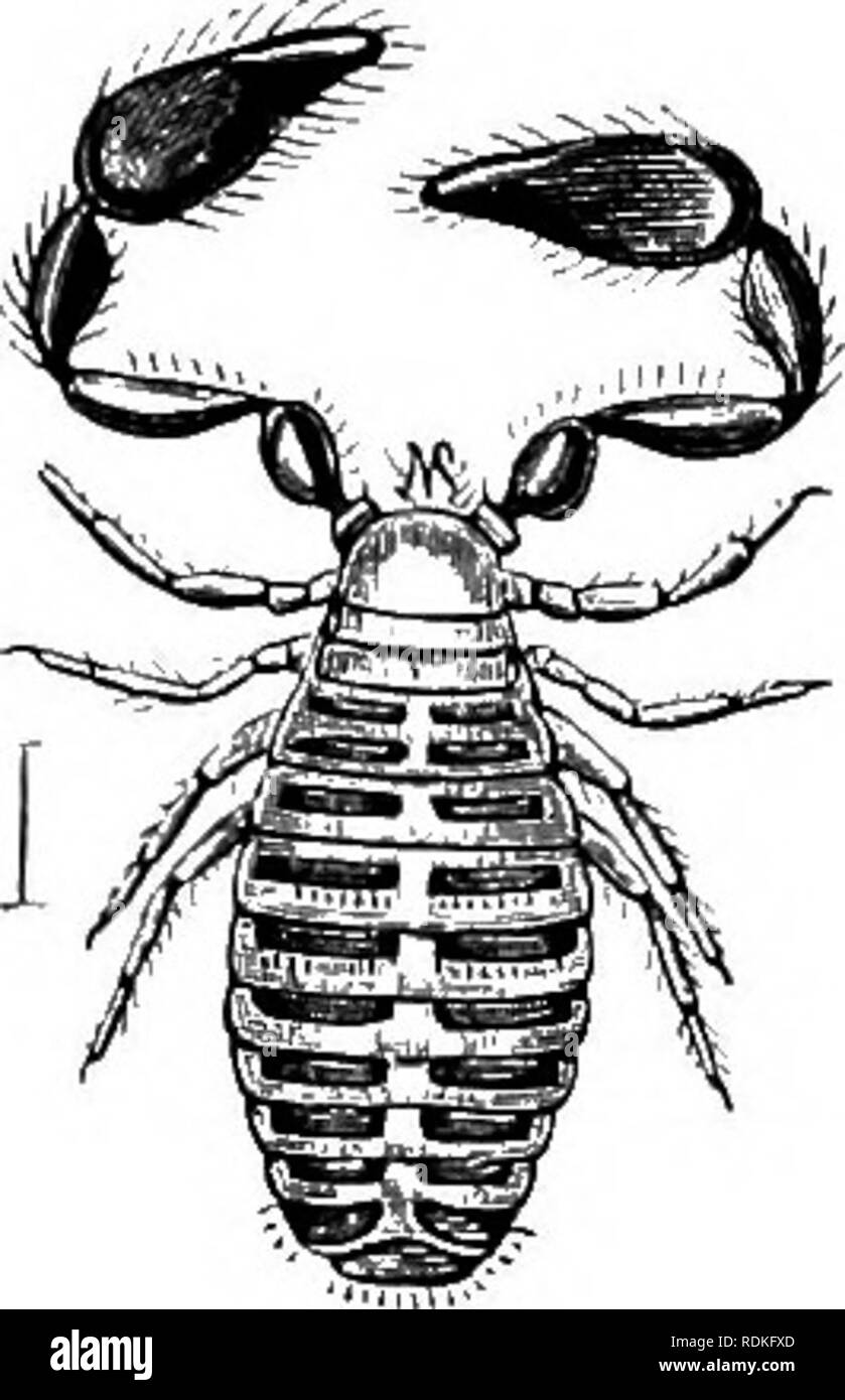 . The Cambridge natural history. Zoology. CLASSIFICATION 437 As already stated, Simon does not consider the possession of the two—often very feebly developed—eyes of generic importance, and admits only the genus Ghelifer. Five species of Ghelifer (including Ch. cancroides) and five of Chernes have been recorded in England.. Please note that these images are extracted from scanned page images that may have been digitally enhanced for readability - coloration and appearance of these illustrations may not perfectly resemble the original work.. Harmer, S. F. (Sidney Frederic), Sir, 1862- ed; Shipl Stock Photo