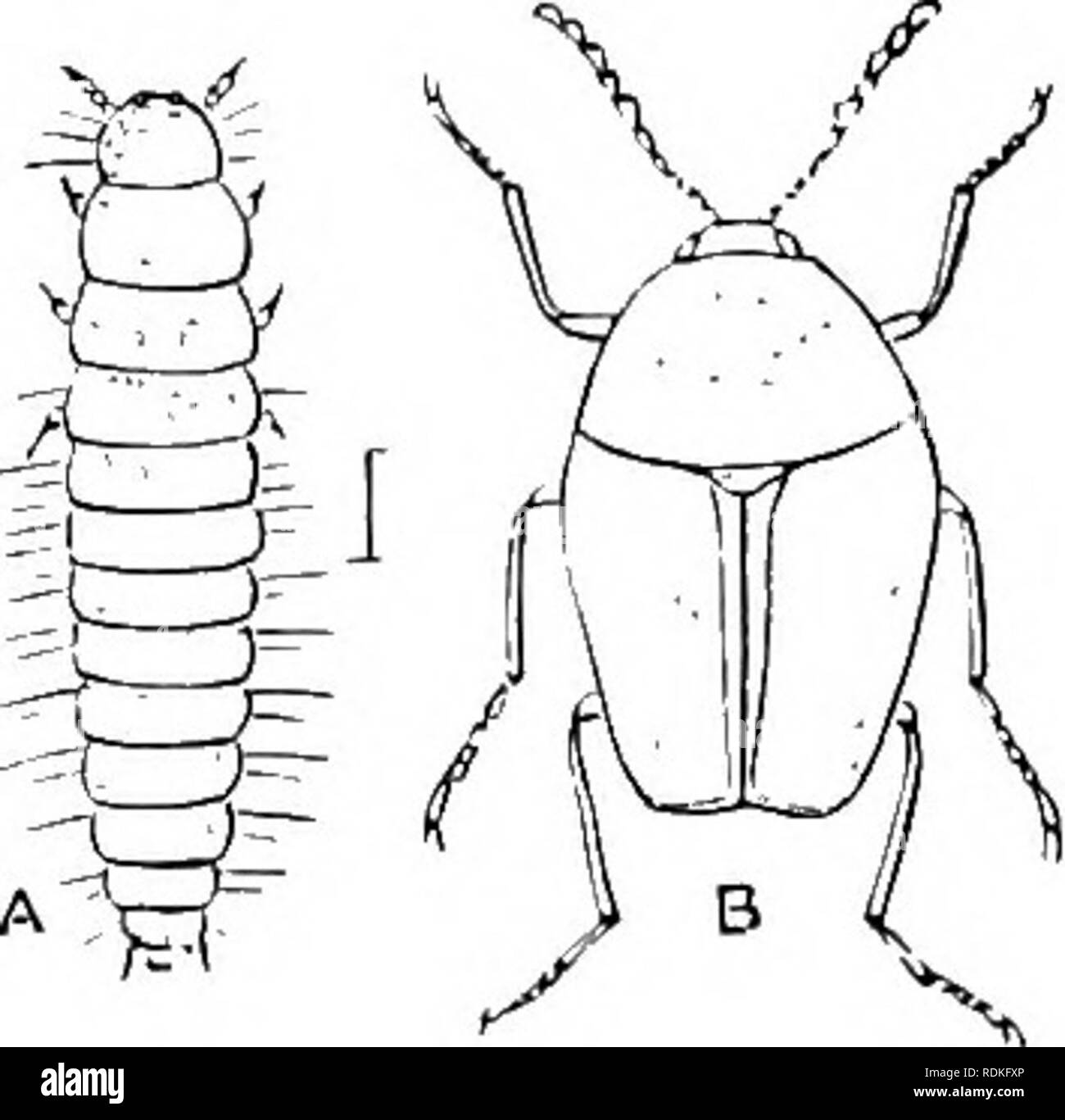 . The Cambridge natural history. Zoology. POLYMORPRA SCAPHIDIIDAE—SYNTELIIDAE 229. Fig. 108.—Scaphisoma arjari- cinum. Britain. A Larva {after Perris) ; B perfect Insect. Fam. 24. Scaphidiidae.—Front coxae small, conical; protJiorax very closely apiiliecl to the after-'body ; Mnd coxae transrcrse, widely separated: alidomen with six or seven visible ventred j)lates; antennae at the extremity with aboict Jive joints that become (jraducdly broader. Tarsi Jive-jointed. This family consists of a few beetles that live in fungi, and run with extreme rapidity; they are all small, and usually rare in  Stock Photo