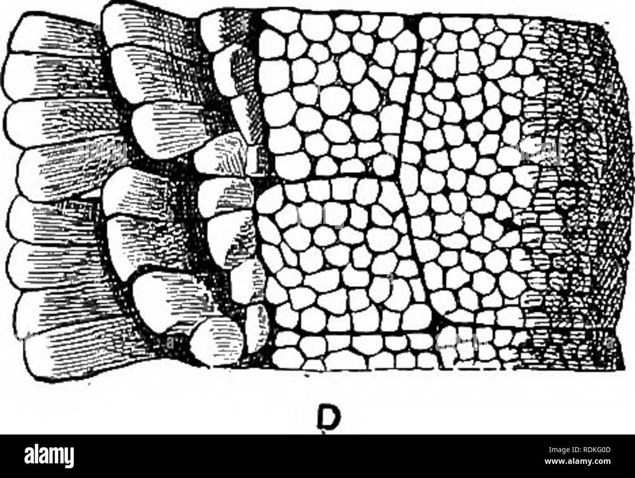 . The Cambridge natural history. Zoology. 7 .. V . C, â¢ â â¢ A W^^^iJ'M^^ ^S ^S ^^^^^ ^^Mf^M^^^akk. Fig. 194.âViews of portions of the aboral surface of different genera of Asteroidea in order to show the main varieties of skeleton. A, Solasler, showing spines arranged in sheaves ; B, Pteraster, showing wehs forming supra-dorsal membrane supported by diverging spines ; C, Astropecten, showing paxillae ; D, Nardoa, showing uniform plating of granules. x 8. (After Sladen.) dorsal tent is formed (a structure characteristic of the Pter- asteridae), or (2) the members of a sheaf may become arrange Stock Photo