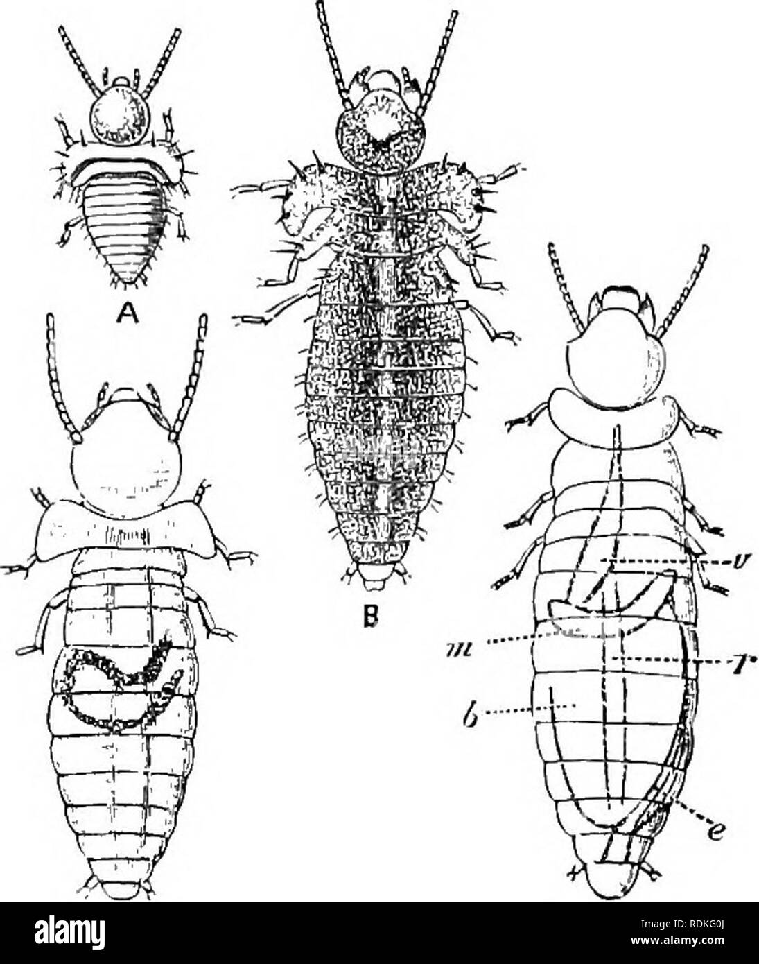 . The Cambridge natural history. Zoology. TERMITIDAE 383 The species is ...