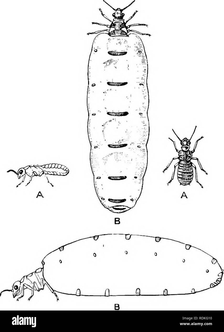 Termitidae hi-res stock photography and images - Alamy
