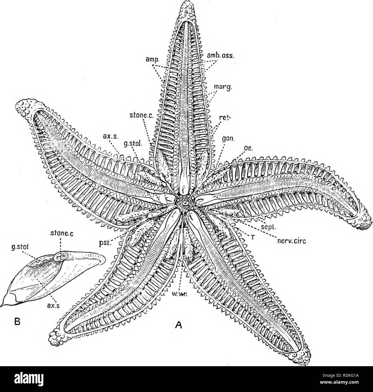 . The Cambridge natural history. Zoology. 442 ECHINODERMATA ASTEROIDEA