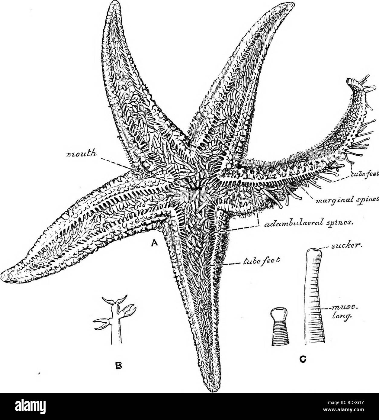 Ambulacral groove hires stock photography and images Alamy