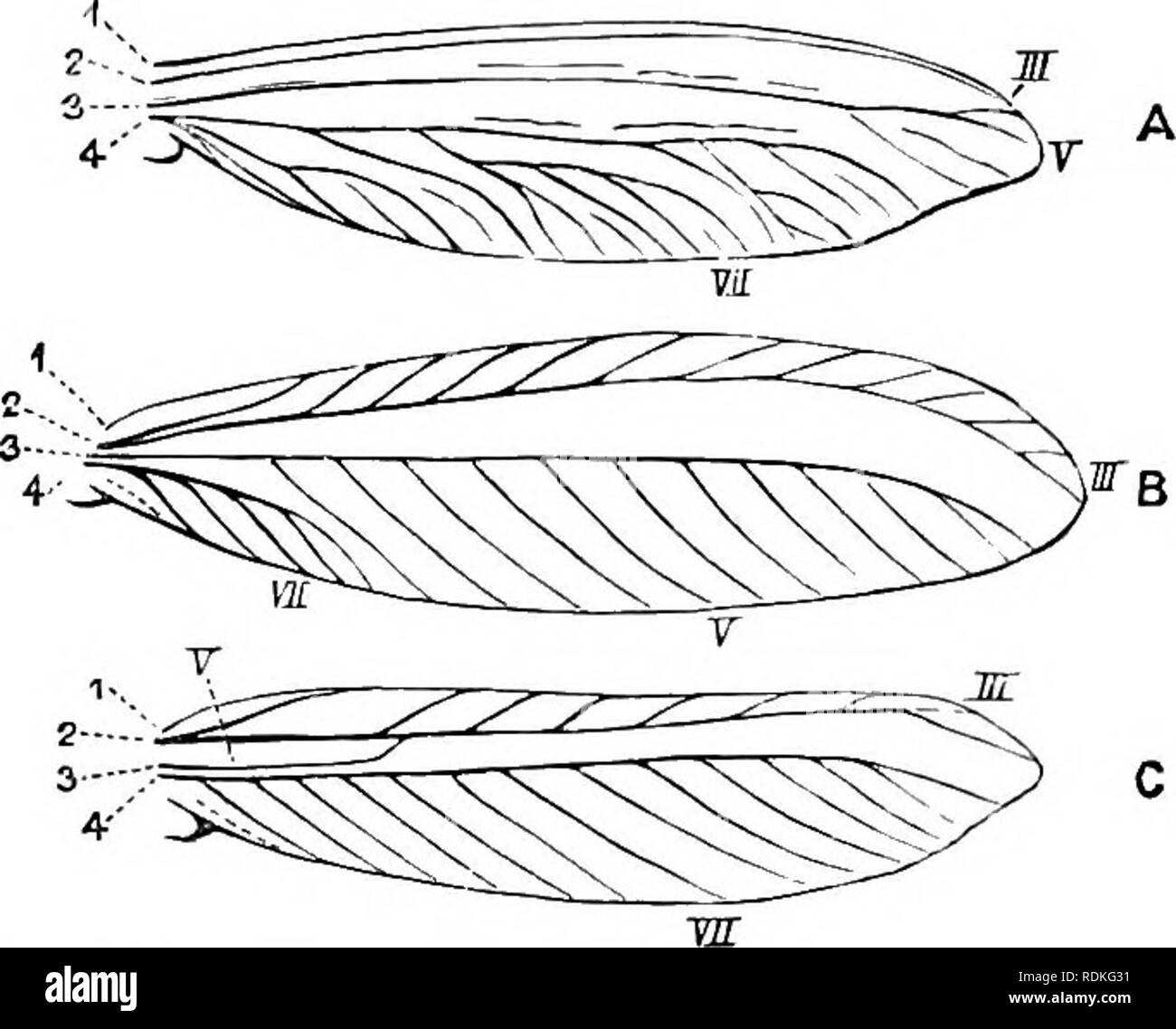 Termitidae High Resolution Stock Photography and Images - Alamy