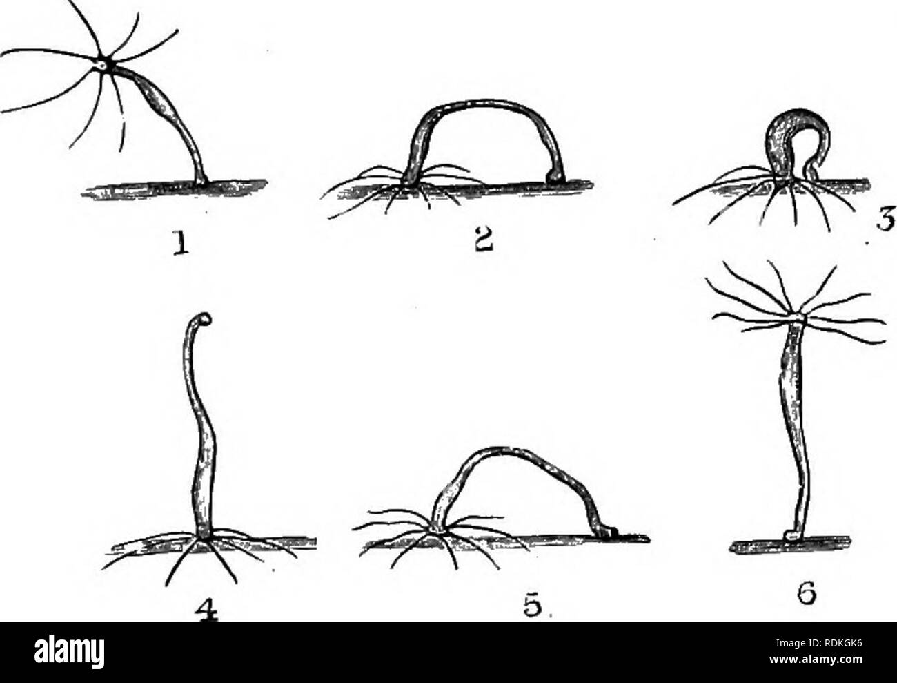 . The Cambridge natural history. Zoology. X ELEUTHEROBLASTEA HYDRA 2 5 5 cells of both layers. The statement made by Trembley, that when a Hydra is turned inside out it will continue to live in the introverted condition has not been confirmed, and it seems probable that after the experiment has been made the polyp remains in a paralysed condition for some time, and later reverts, somewhat suddenly, to the normal condition by a reversal of the process. There is certainly no substantial reason to believe that under any circumstances the ectoderm can undertake the function of the endoderm or the  Stock Photo