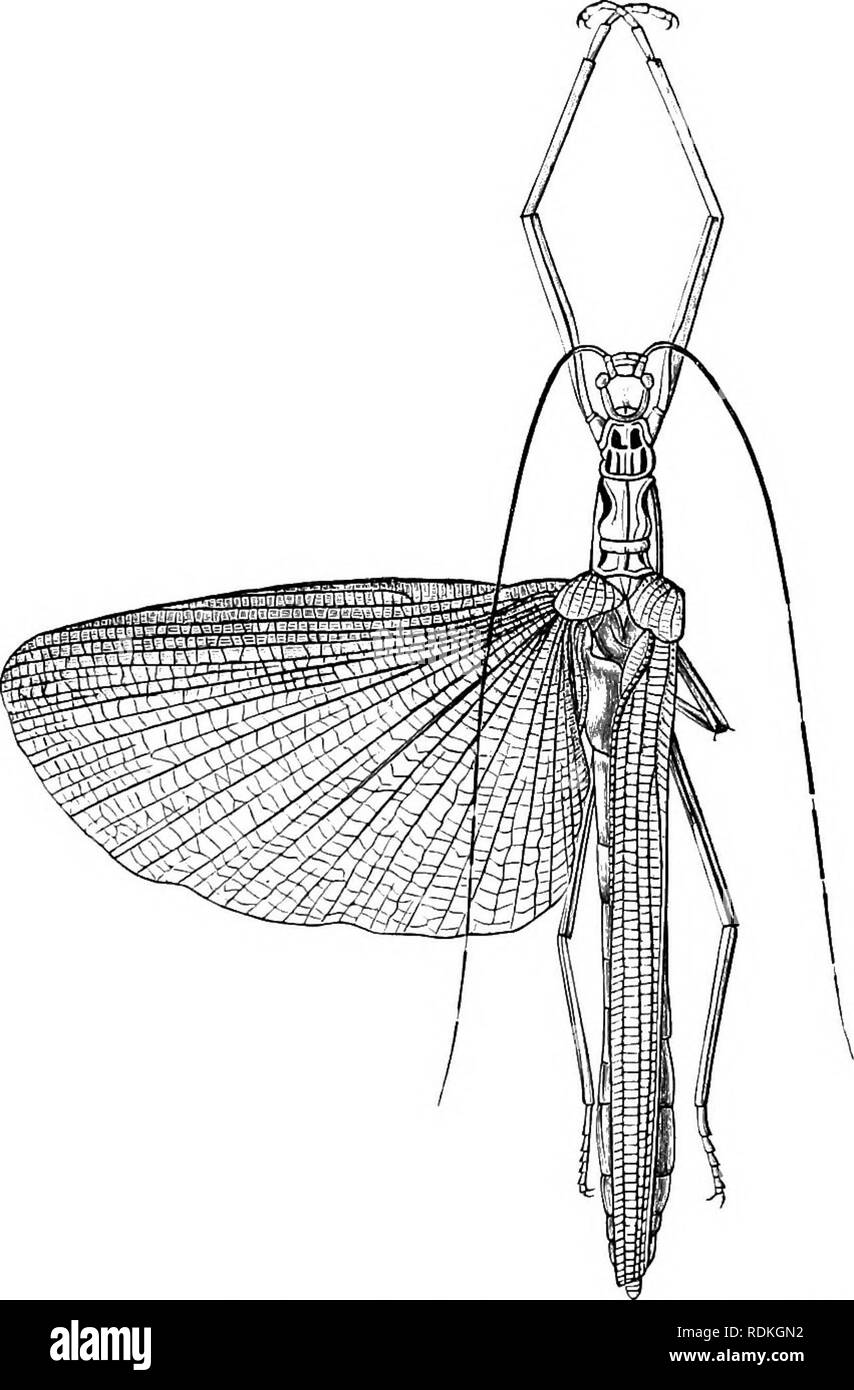 Two insects order orthoptera Black and White Stock Photos & Images - Alamy