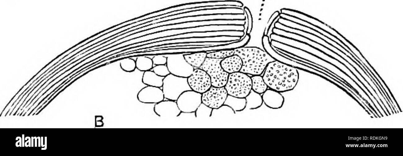 spongilla diagram